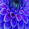 Blue Dahlia Flower paint by numbers