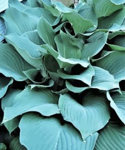 Blue Angel Hosta paint by numbers