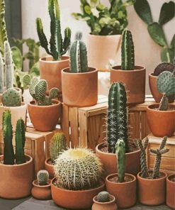 Cactus Pots Art paint by numbers