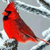 Cardinals In Winter paint by numbers