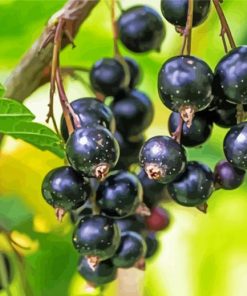 Cassis Fruit From The Tree paint by numbers