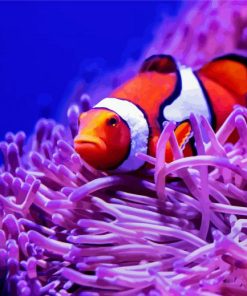 Clown Fish And Anemones paint by number