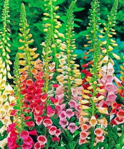 Colorful Foxglove Plants paint by numbers