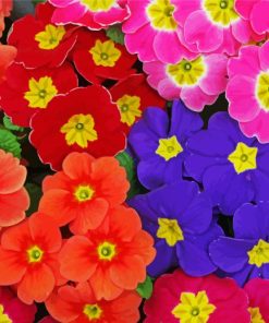 Colorful Primrose Flowers paint by number