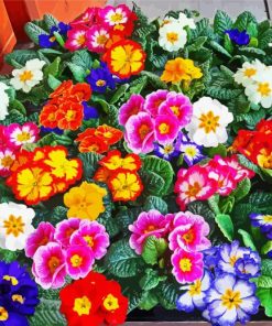 Colorful primrose paint by number