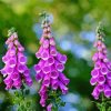 Common Purple Foxglove paint by numbers