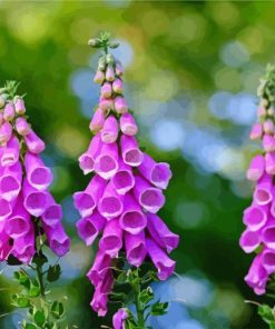 Common Purple Foxglove paint by numbers