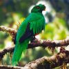 Crested Quetzal Bird On Branch paint by number