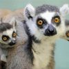 Cute Ring Tailed Lemur paint by numbers