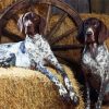 English Coonhound Dogs paint by numbers