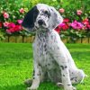 English Setter Dog paint by number