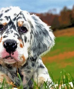 English Setter Puppy paint by number