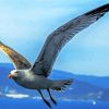 Flying Seagull paint by number