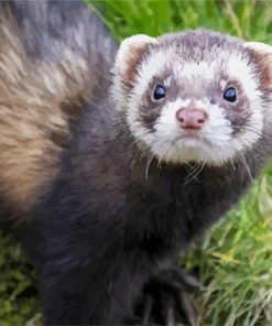 Furet Animal paint by numbers