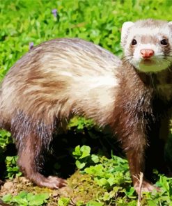 Brown Furet Animal paint by numbers