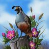 Gambel Bird Art paint by numbers