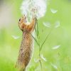 Gopher Playing With Blowball paint by numbers