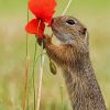 Gopher Smelling Flower paint by numbers