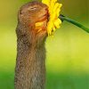 Gopher Smelling Flowers paint by numbers