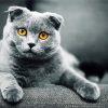 Grey Scottish Fold Cat paint by number