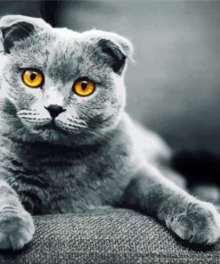 Grey Scottish Fold Cat paint by number