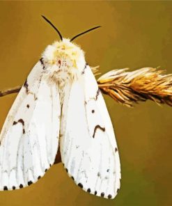 Gypsy Moth paint by number