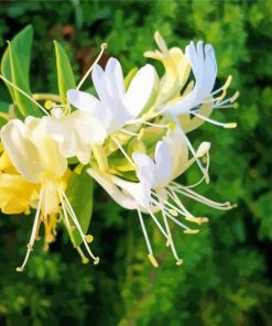 Honeysuckle Flower Plant paint by numbers