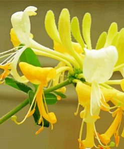 Yellow Honeysuckle Flower Plant paint by numbers