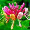 Pink Honeysuckle Plant paint by numbers