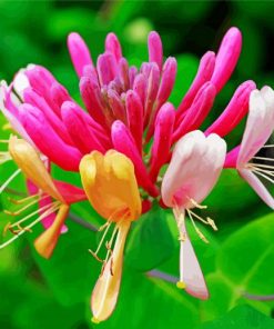 Pink Honeysuckle Plant paint by numbers