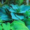 Hosta Leaves Plants paint by numbers