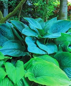 Hosta Leaves Plants paint by numbers