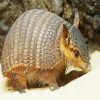 Little Armadillo paint by number