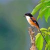 Long Tailed Shrike Bird paint by number