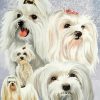 Maltese Dogs paint by numbers