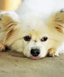 Maltipom Dog paint by numbers