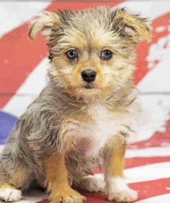 Maltipom Puppy Dog paint by numbers
