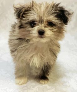 Maltipom Puppy Pet paint by numbers