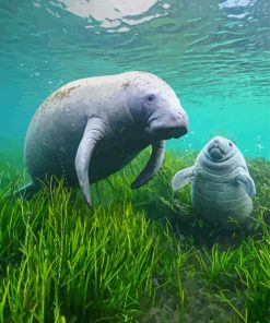 Manatees Animals paint by numbers