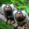 Marmosets Animals paint by numbers