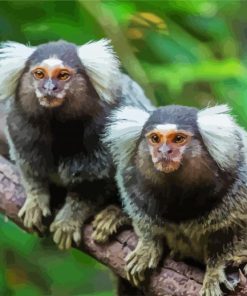 Marmosets Animals paint by numbers