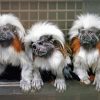 Marmosets Animal paint by numbers