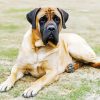 Mastiff Dog paint by numbers