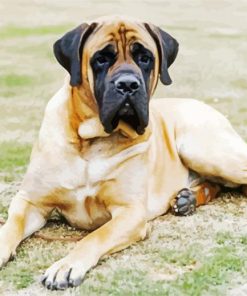 Mastiff Dog paint by numbers