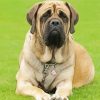 Mastiff Dog Animal paint by numbers