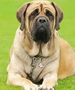 Mastiff Dog Animal paint by numbers