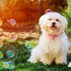 Maltese Puppy paint by numbers