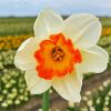 Narcissus Flower paint by numbers