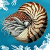 Nautilidae Marine Mollusc paint by numbers
