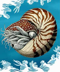 Nautilidae Marine Mollusc paint by numbers